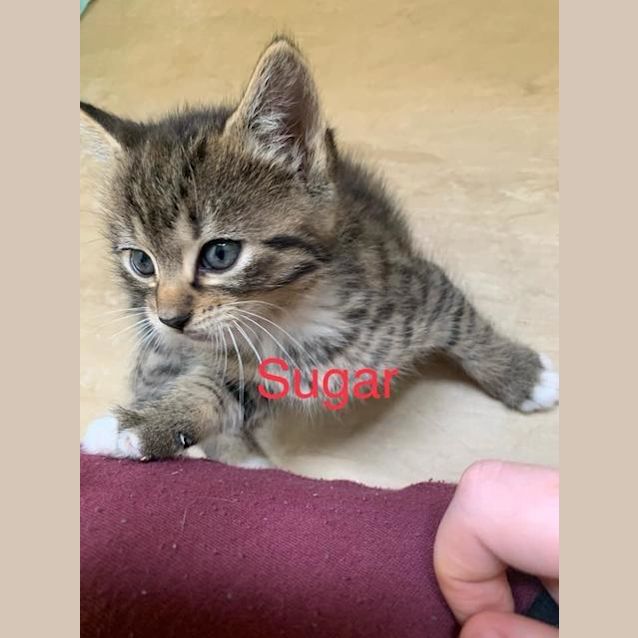 Photo of Cupcake