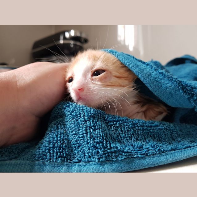 Photo of Chester Girl