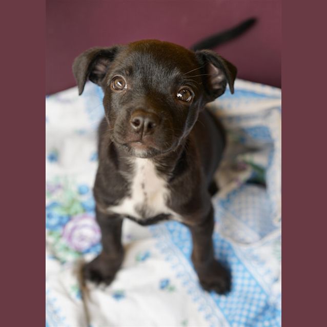 Photo of Vixen