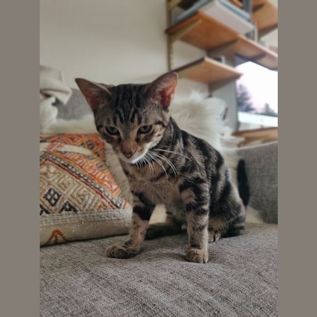 Photo of Tiger