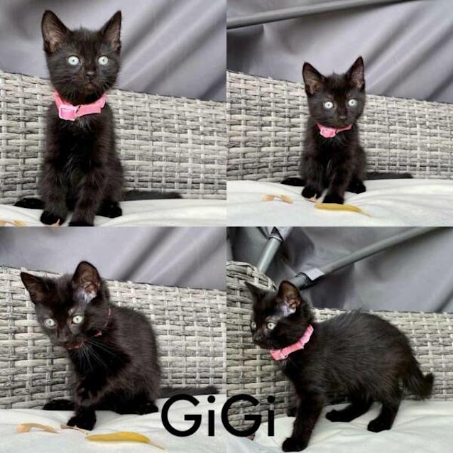 Photo of Gigi