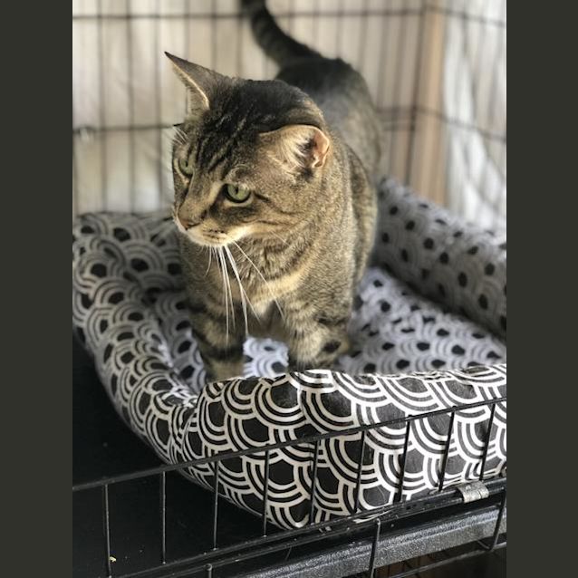 Photo of Ramses