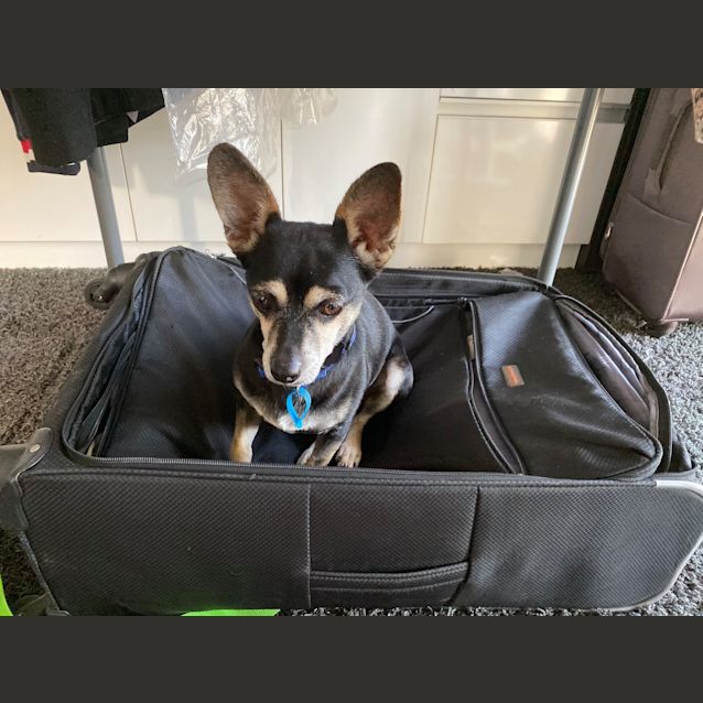 Photo of Benji