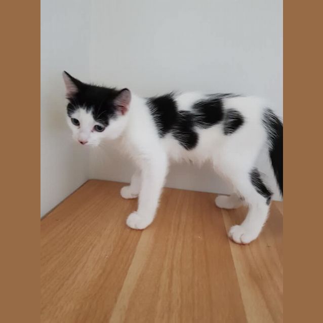 Photo of Colly **2nd Chance Cat Rescue**