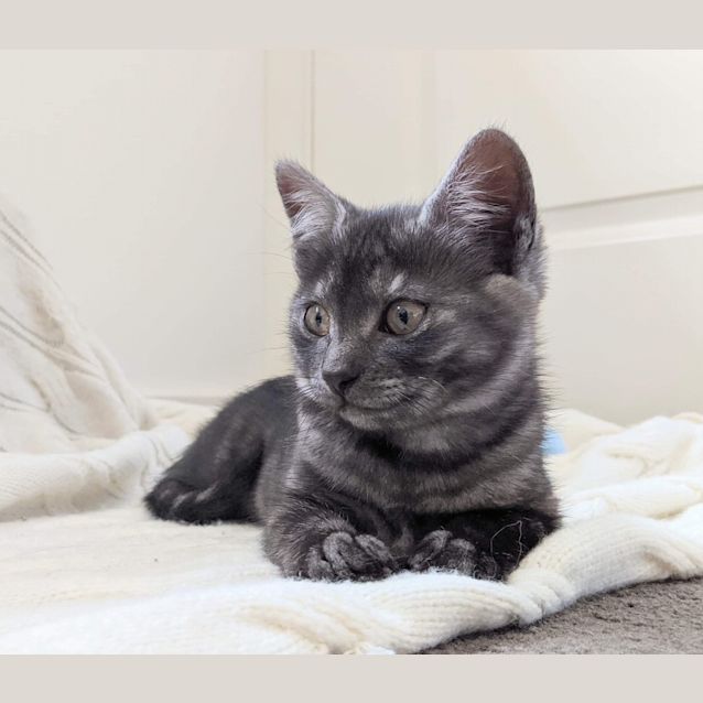 Photo of Freya