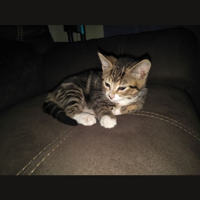 Photo of Crumpette