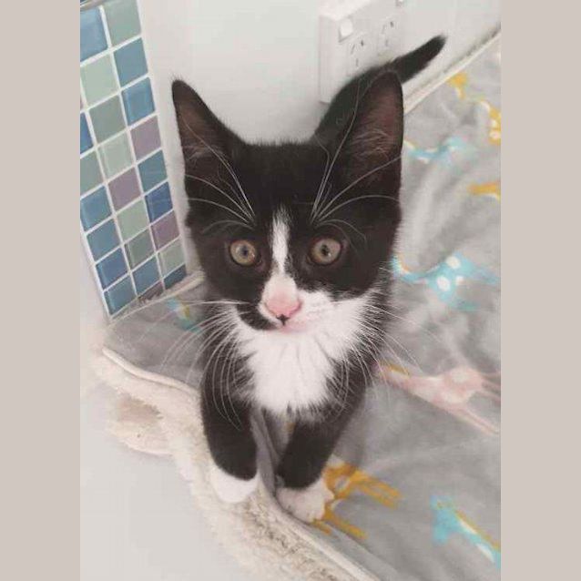 Photo of Bandit