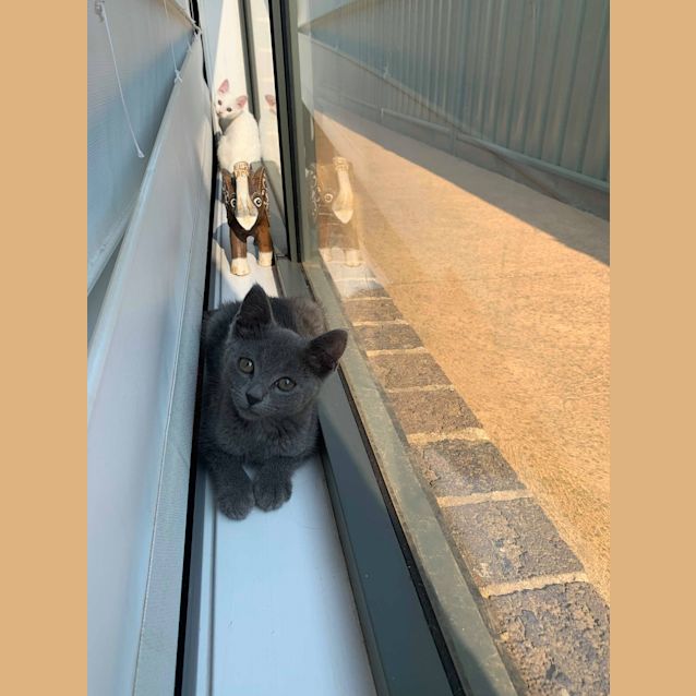 Photo of Archie   Available Early January