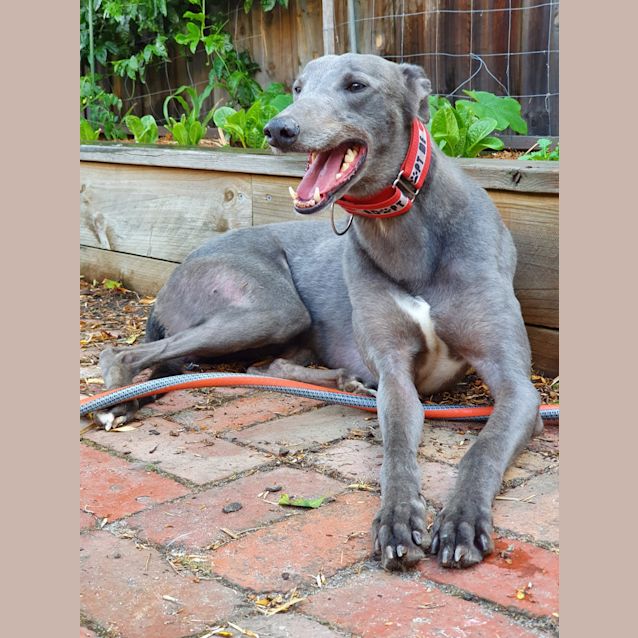 Photo of Smokey.    Melbourne