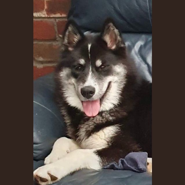 Photo of Mahala Akita 🧡🧡🧡