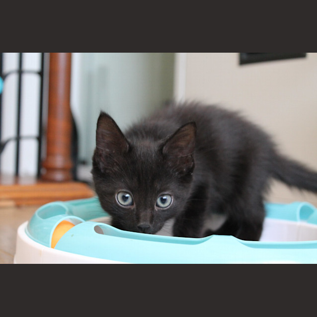 Photo of Astra