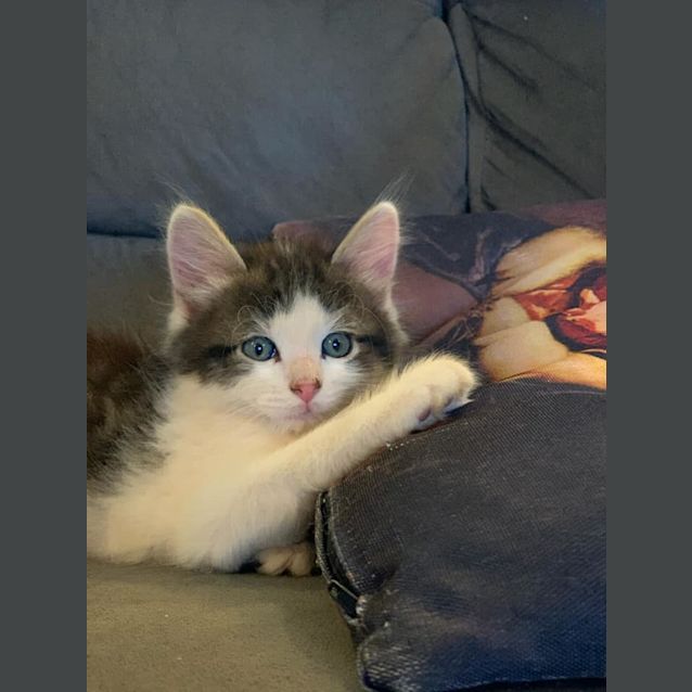 Photo of Clyde