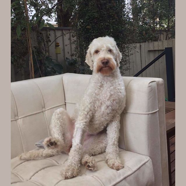 Photo of Daisy