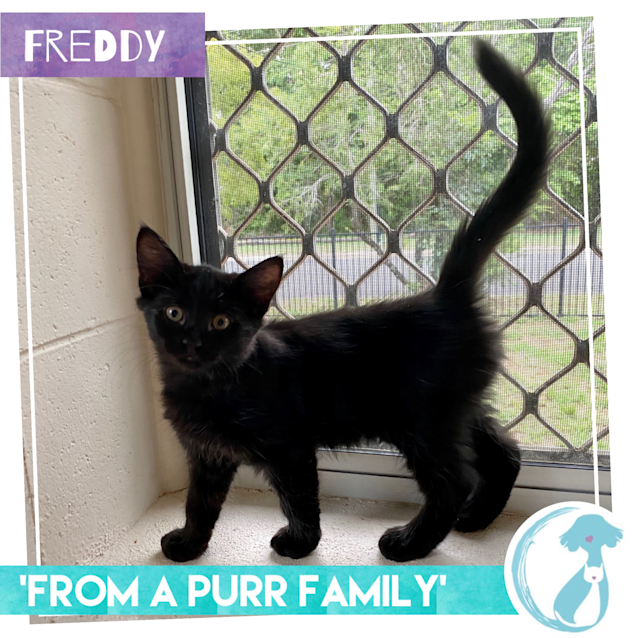 Photo of Freddy