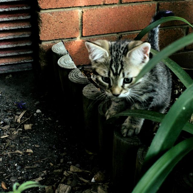 Photo of Woozle @ Petstock Rouse Hill