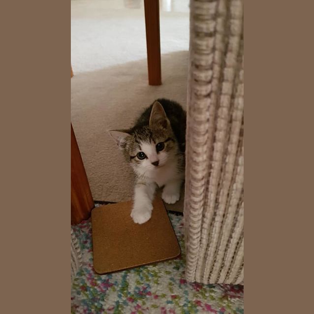 Photo of Bonnie   Available Mid To Late January