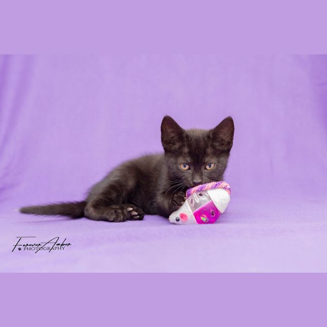 Photo of Cherry Ripe **2nd Chance Cat Rescue**