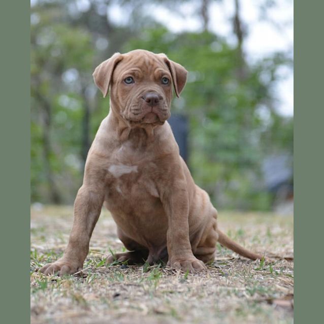 Photo of Harley (Adoption Pending)