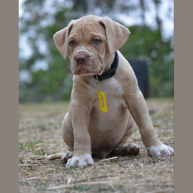 Photo of Hale (Adoption Pending)