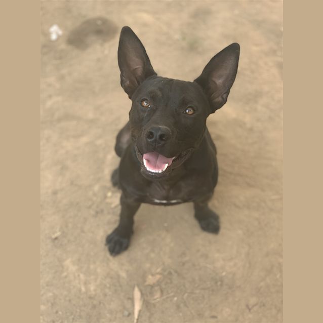 Photo of Rocco