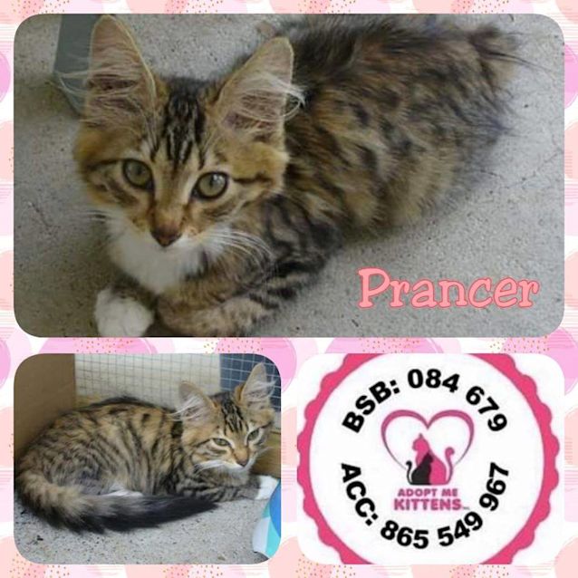 Photo of Prancer