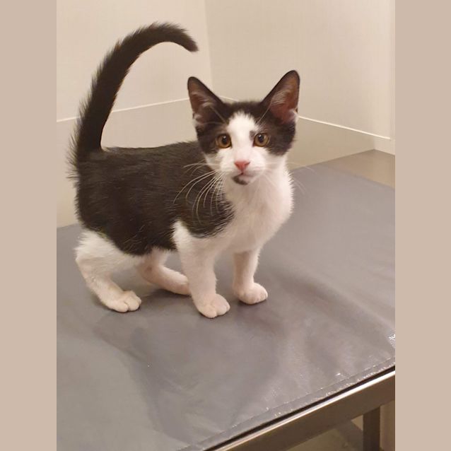 Photo of Dyson   Meet Me In At Vets On Parker Templestowe