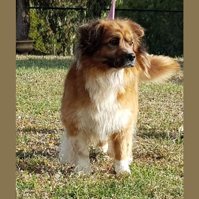 Photo of King Kovu 