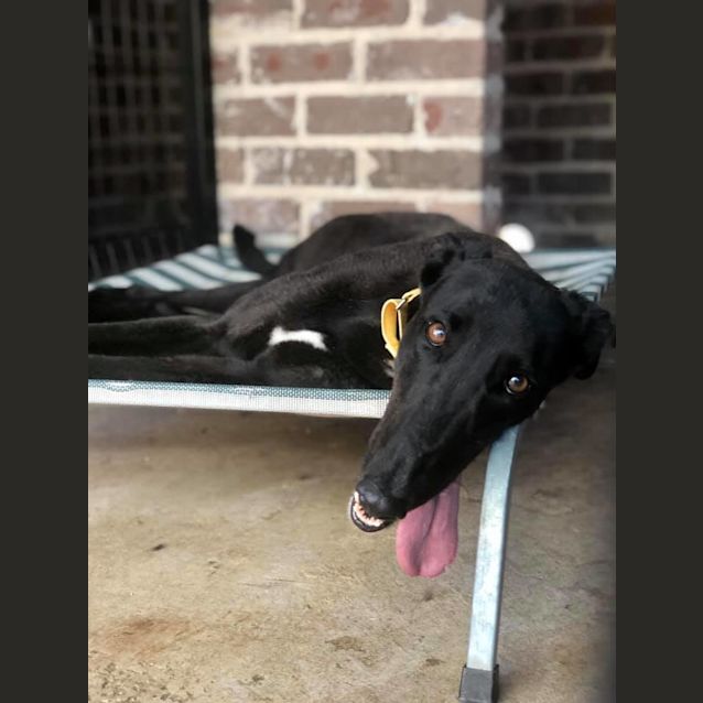 Photo of Nemo (On Trial 4 January)