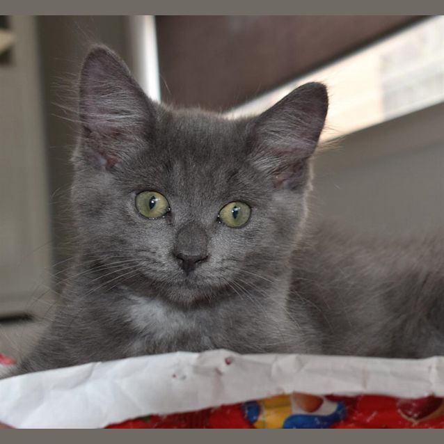 Photo of Oscar