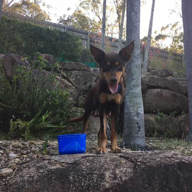 Photo of Roxy 