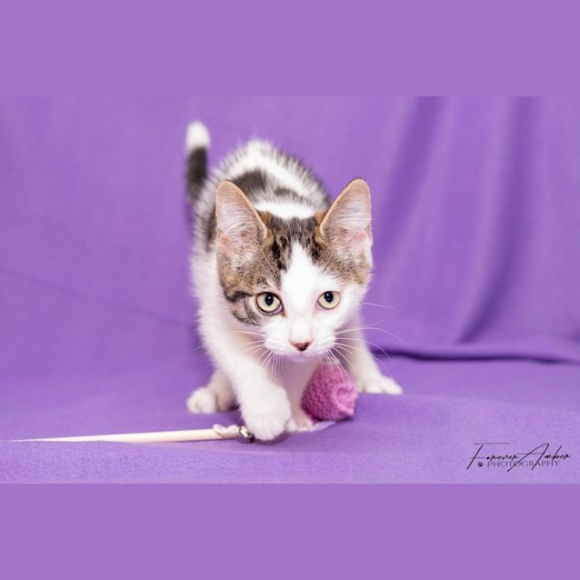 Photo of Jim Bob **2nd Chance Cat Rescue**