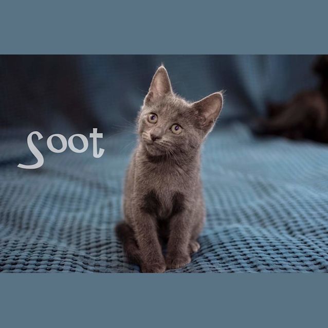 Photo of Soot