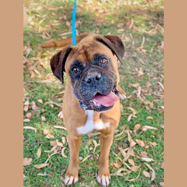 Photo of Diesel