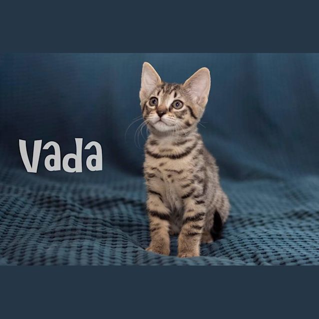 Photo of Vada