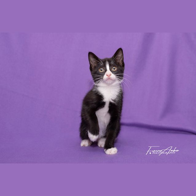 Photo of Joy Anne **2nd Chance Cat Rescue**