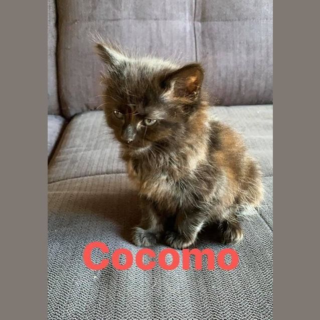 Photo of Cocomo