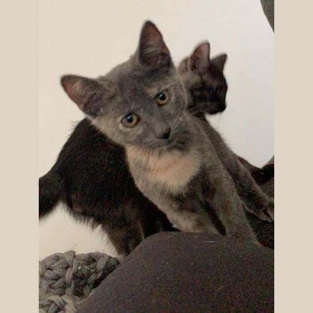 Photo of Blossom