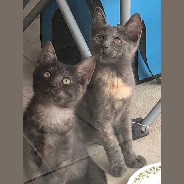 Photo of Midnight