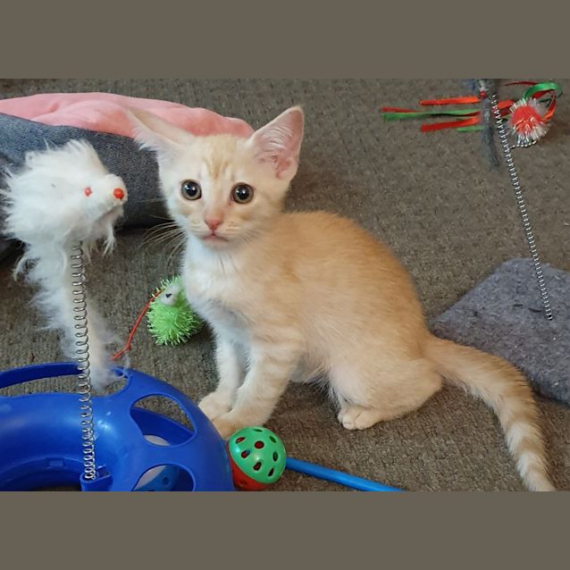Photo of Niko
