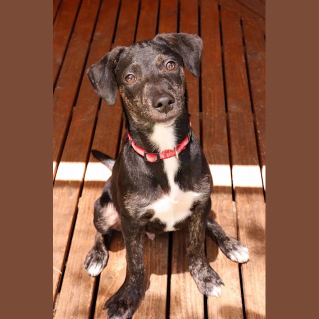 Photo of **On Trial**  Puka  