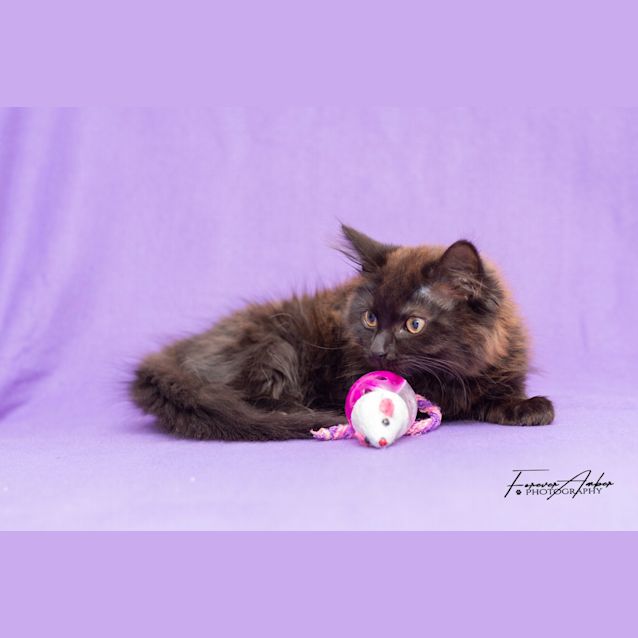 Photo of Kit Kat **2nd Chance Cat Rescue**