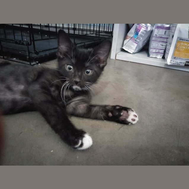 Photo of Chindot