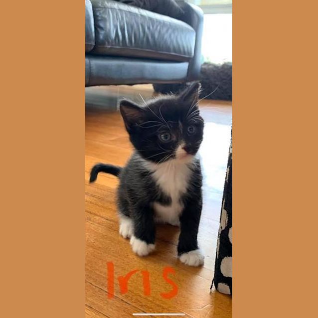 Photo of Iris