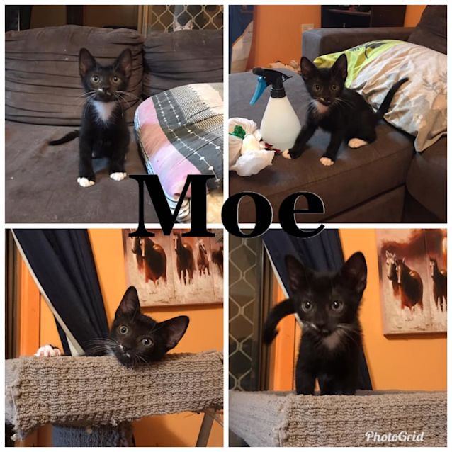 Photo of Moe