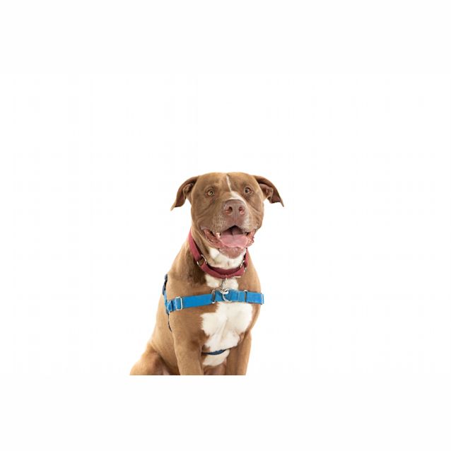Photo of Cooper
