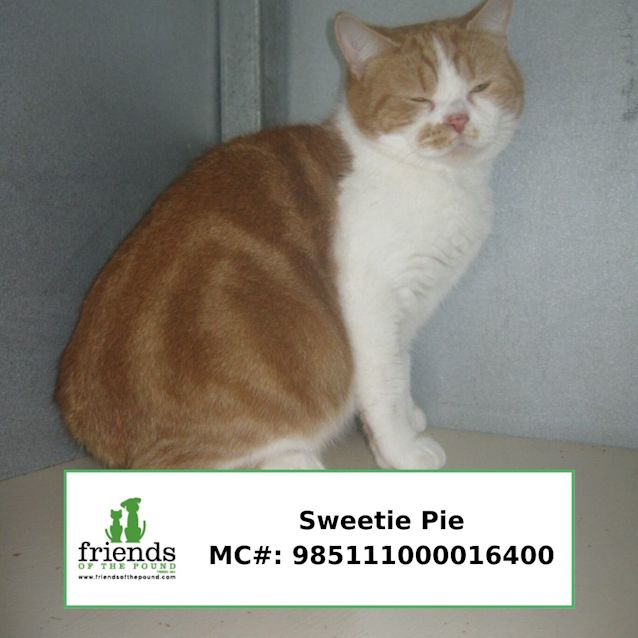Photo of Sweetie  Pie