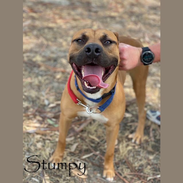 Photo of Stumpy