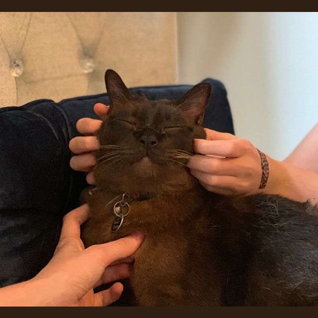 Photo of Eddie The Burmese