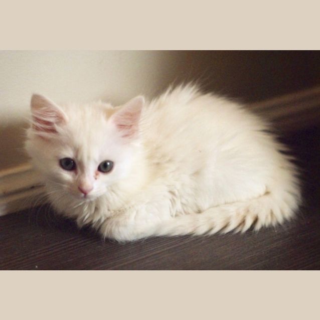 Photo of Marshmallow 