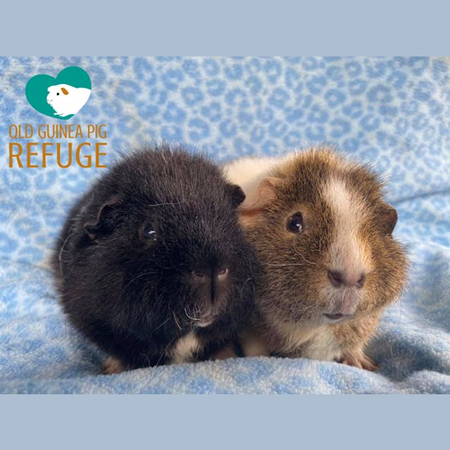 Photo of Smuggles And Smooches